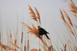 Learning about birds to increase productivity on farm