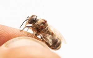 Three… facts about bees