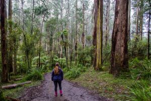 Upper Yarra residents encouraged to take part in Innovation Working Groups