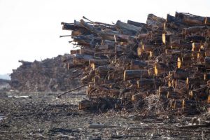 New Round Of Timber Innovation Grants Opens
