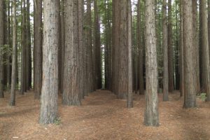 Plans progressing for Redwood Forest upgrades