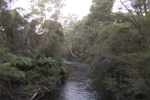 Man dead after falling into the Yarra River in East Warburton