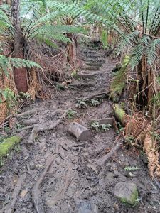Warburton’s Mt Victoria track upgraded