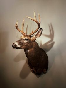 Deer DNA tech used to catch out local hunter