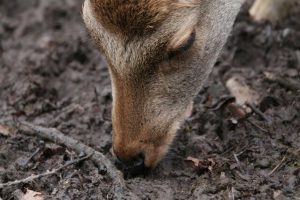 Illegal deer hunting in Warburton