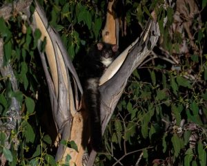 Upper Yarra calendar competition pictures open for viewing and voting
