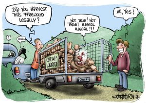 CARTOON: Illegal trees