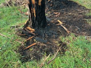 Alleged Upper Yarra arsonist hands himself into police