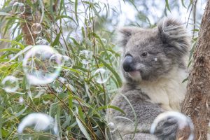 Wombats, echidnas, koalas... and bubbles... Oh My! | Upper Yarra Star Mail