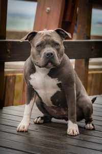 Dog days for owners of restricted breeds