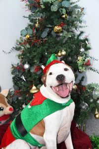 Give the gift of a forever home this Christmas