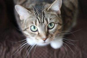 What to do if you find a litter of tiny kittens