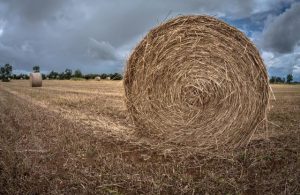Storing hay on farm this summer