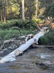 Fallen tree prompts safety concern for Yarra River users in Warburton