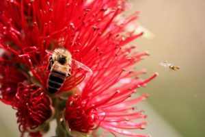 Turning your backyard into a wildlife garden