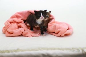 Protecting dogs and cats from their fear of fireworks