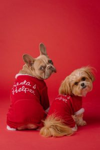 Don’t forget your pet this Christmas