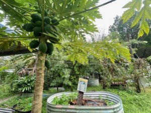 VicHealth and Kitchen Garden Foundation team up for kids’ health