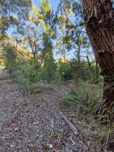 Friends of Railway Parade play important role in supporting wildlife in Wandin