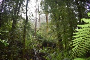 State Forests are Great Forests