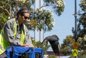A tale of two zoos and one famous falcon
