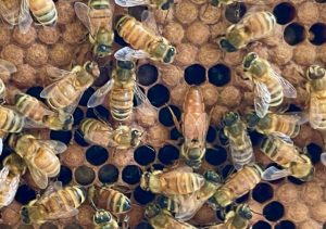 Hive mind: vital survey to map the buzz on deadly mite