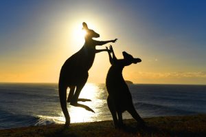 Deferred decision from Yarra Ranges Council on kangaroo harvesting stance