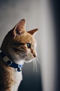 Animal Aid welcomes the launch of Victoria’s Cat Management Strategy