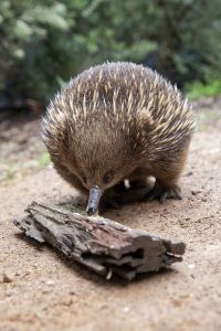 Echidnas dive into hot weather