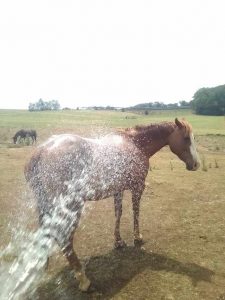 Horse Talk