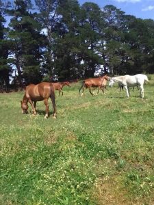 Horse Talk