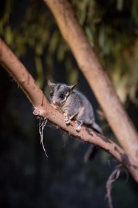 Study estimates saving Australia’s priority species could cost as much as $468 billion over 30 years