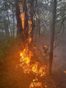 Lightning believed to have caused two fires in Upper Yarra forest