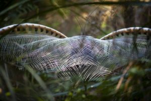 Lyriebirds revealed to be eco-engineers