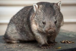 Euthanasia ‘most humane thing to do’: Injured wombat from Warburton suffered unnecessarily