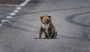 RACV gives out safety tips to avoid wildlife while driving