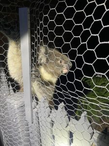 ‘Koality arrest’: Police catch criminal koala in Yarra Junction
