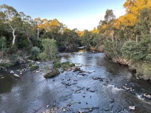 Landholders encouraged to support efforts to protect important habitat along the Birrarung/Yarra River