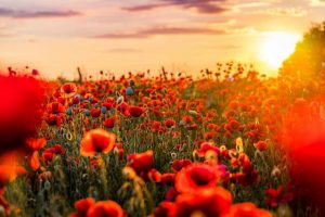 Warburton Highway closed for Anzac day services