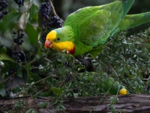 Birds go bananas for berries
