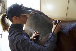 Horse Talk