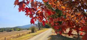 A symphony of colour