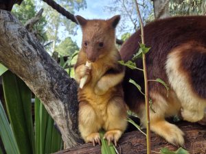 From pouch to parkour – joey finds its feet