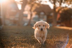 Pet registrations due 10 April