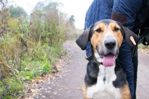 Helping more cats and dogs find their homes