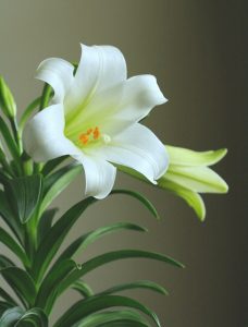 Easter lilies spell problems for cats