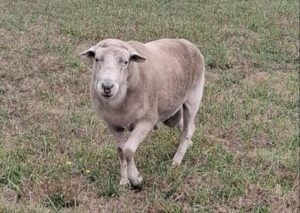 Lost ram found in Woori Yallock area