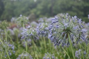 Now’s the time to stop the spread of agapanthus in your garden
