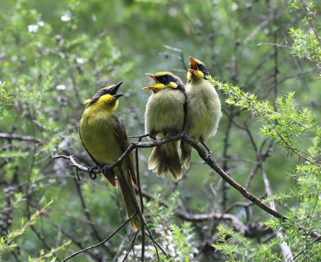 State Government pledges $3.8 million toward Yellingbo (Liwik Barring) Conservation Area