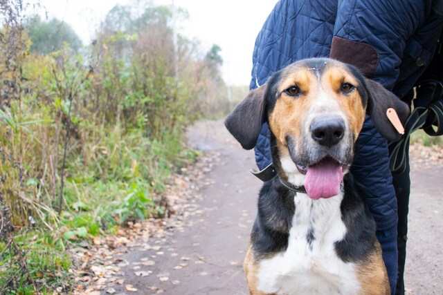 Trio of pawsitively terrific Peer Dogs retire